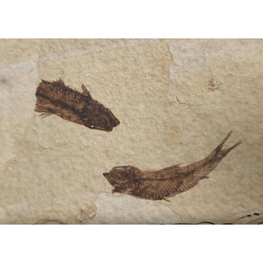 Fish Fossils in Shale